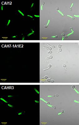 Development and Use of a Monoclonal Antibody Specific - Frontiers